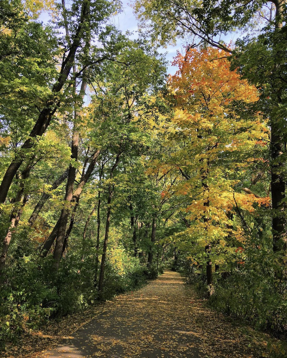 Paved Bike trail through wooded area along Dry Run Creek, Fall colors 