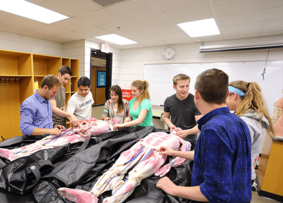 Students examining a plastic cadaver.