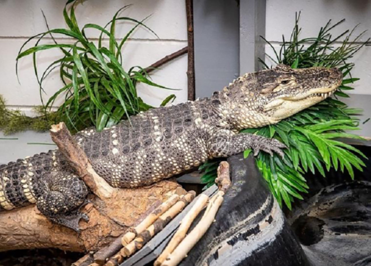 Crocodile in his habitat.