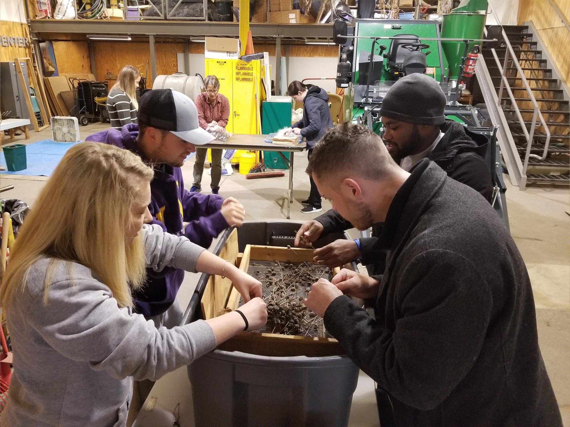 Students assist in cleaning seed