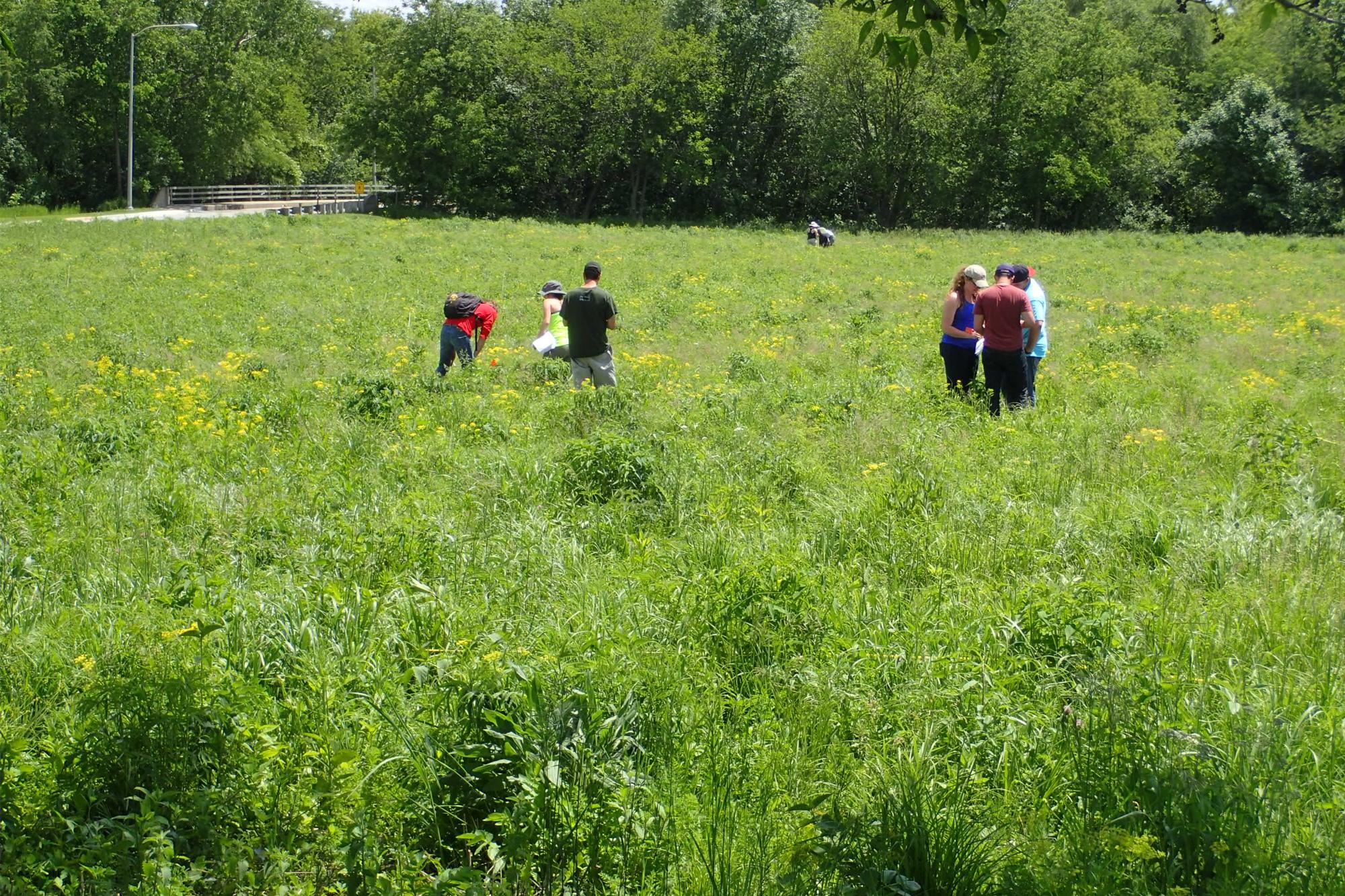 SURP Students monitoring pollinators