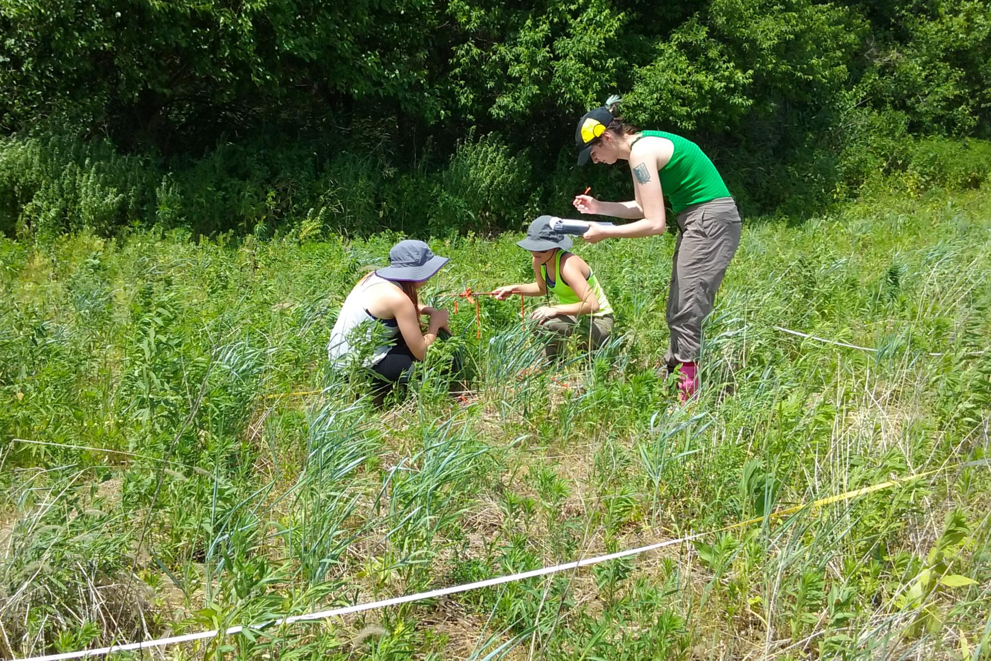 SURP Students monitoring pollinators