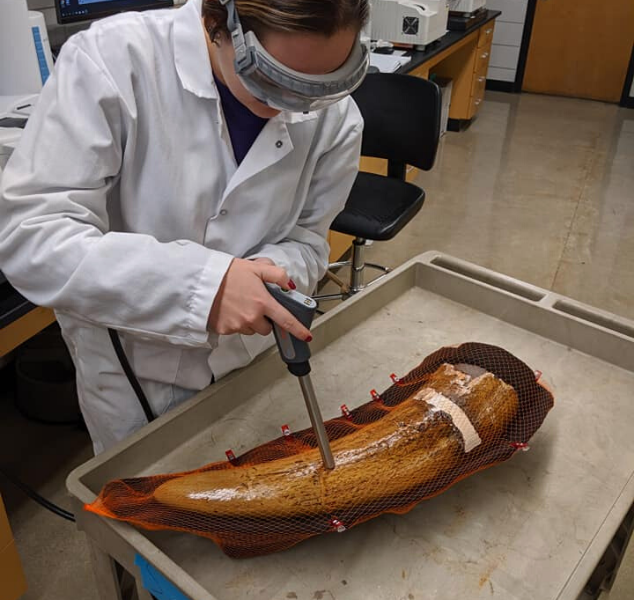 a student conducts research on a tusk