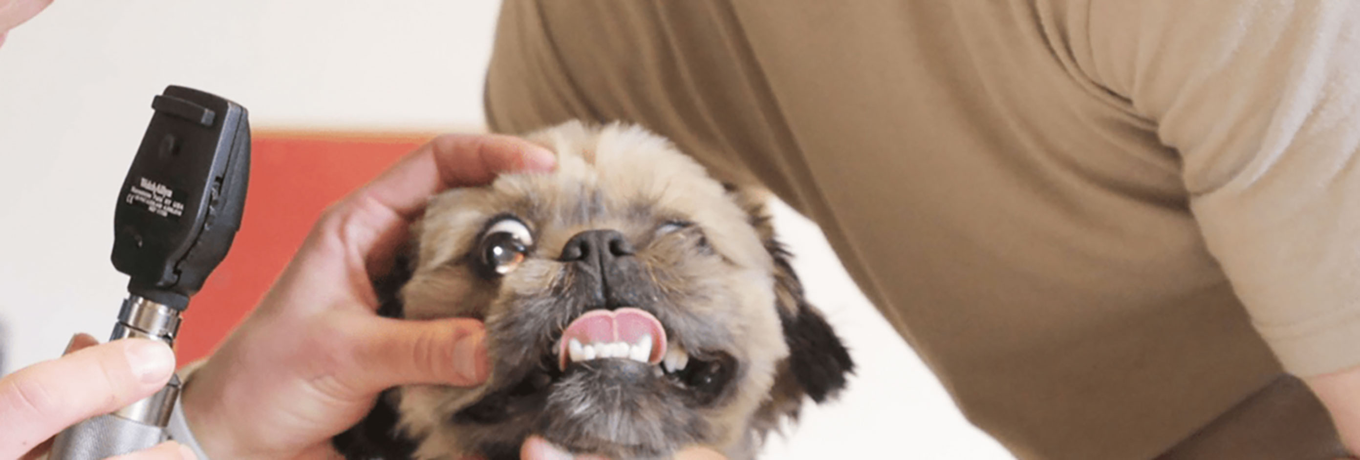 Cute dog getting his eyes examined.